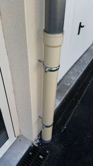 Fixation de dauphins vue en situation